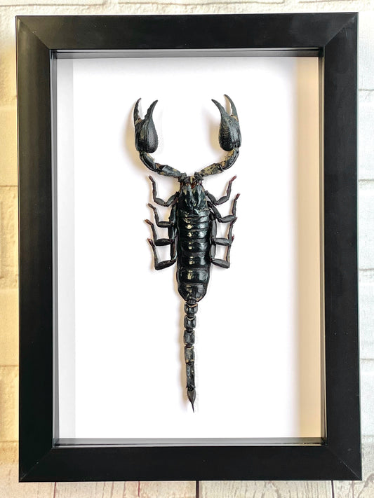 The Giant Asian Forest Scorpion (Heterometrus spinifer) Deep Shadow Box Frame Display Insect Bug