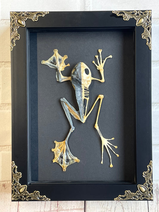 Green Flying Tree Frog (Rhacophorus reinwardtii) Half Skeleton Skeleton in Baroque Style Deep Shadow Box Frame Display