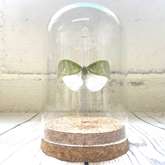 Green Planthopper (Colobesthes falcata) Glass Bell Cloche Dome Display Jar Insect
