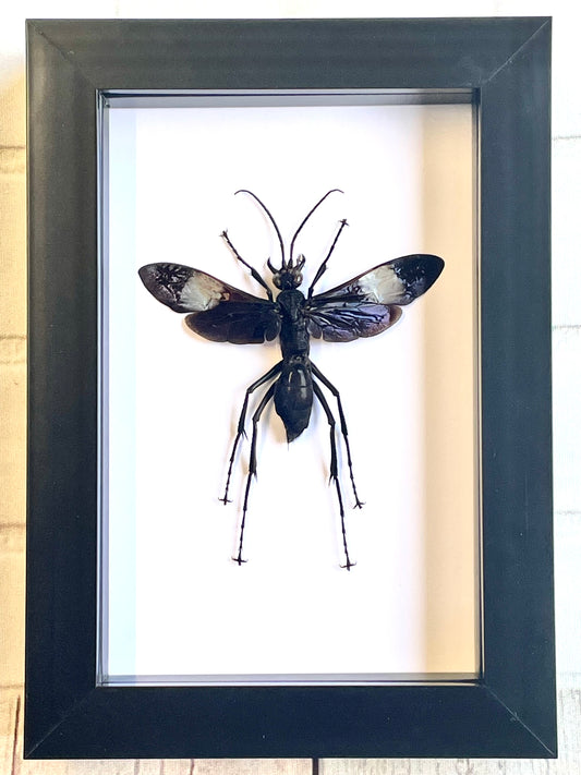 Giant Tarantula Hawk Wasp (Hemipepsis speculifer diselene) Deep Shadow Box Frame Display Insect Bug