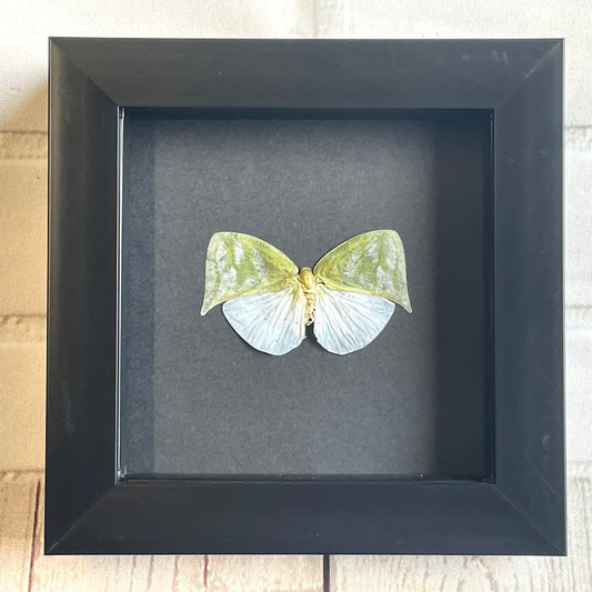 Green Planthopper (Colobesthes falcata) Shadow Box Frame Display Insect