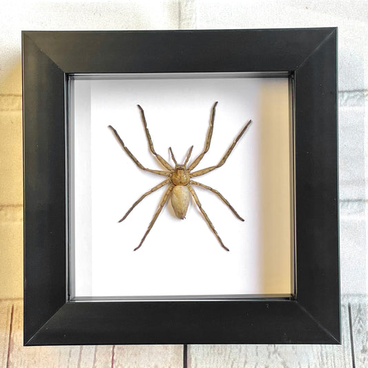 The Huntsman Spider (Heteropoda venatoria) Male in Deep Shadow Box Frame Display