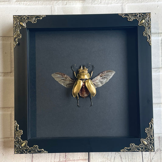 Golden Devil Stag Beetle (Allotopus rosenbergi) Male Baroque Style Deep Shadow Box Frame Display Insect Bug