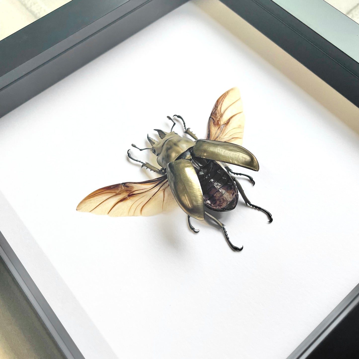 Golden Devil Stag Beetle (Allotopus rosenbergi) Male Deep Shadow Box Frame Display Insect Bug