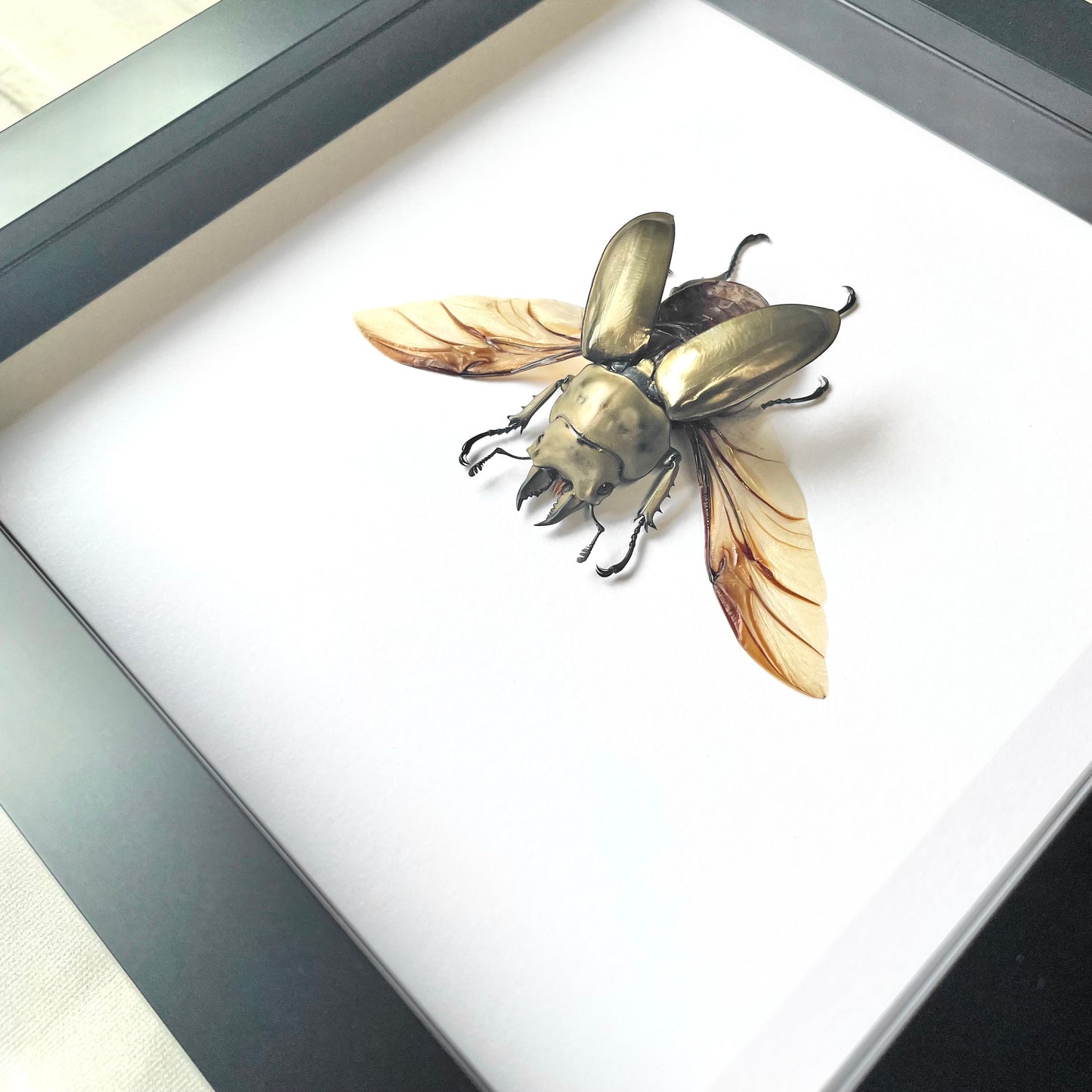 Golden Devil Stag Beetle (Allotopus rosenbergi) Male Deep Shadow Box Frame Display Insect Bug