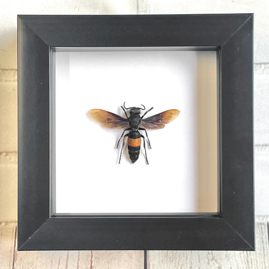 The Greater Banded Hornet (Vespa tropica) Wasp Bee Deep Shadow Box Frame Display Insect Bug