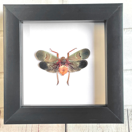 Lantern Fly (Scamandra castanea) Cicada Shadow Box Frame Display Insect