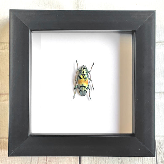 The Sulawesi Longhorn Beetle (Sulawesiella rafaelae) Deep Shadow Box Frame Display Insect Bug