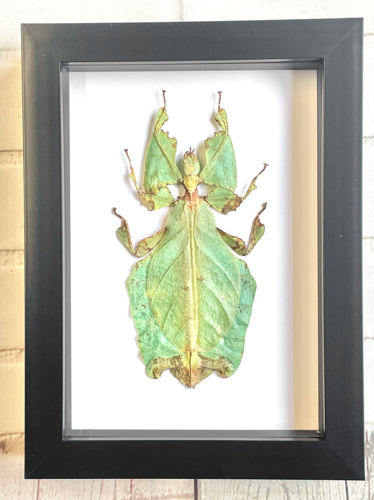 The Giant Malaysian Leaf Insect (Pulchriphyllium giganteum) Deep Shadow Box Frame Display Beetle Insect Bug