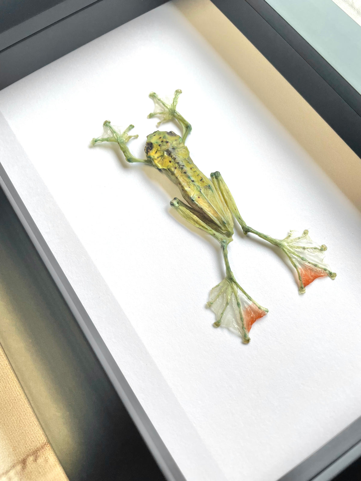 The Jade Tree Frog (Zhangixalus dulitensis) Deep Shadow Box Frame Display Insect Bug