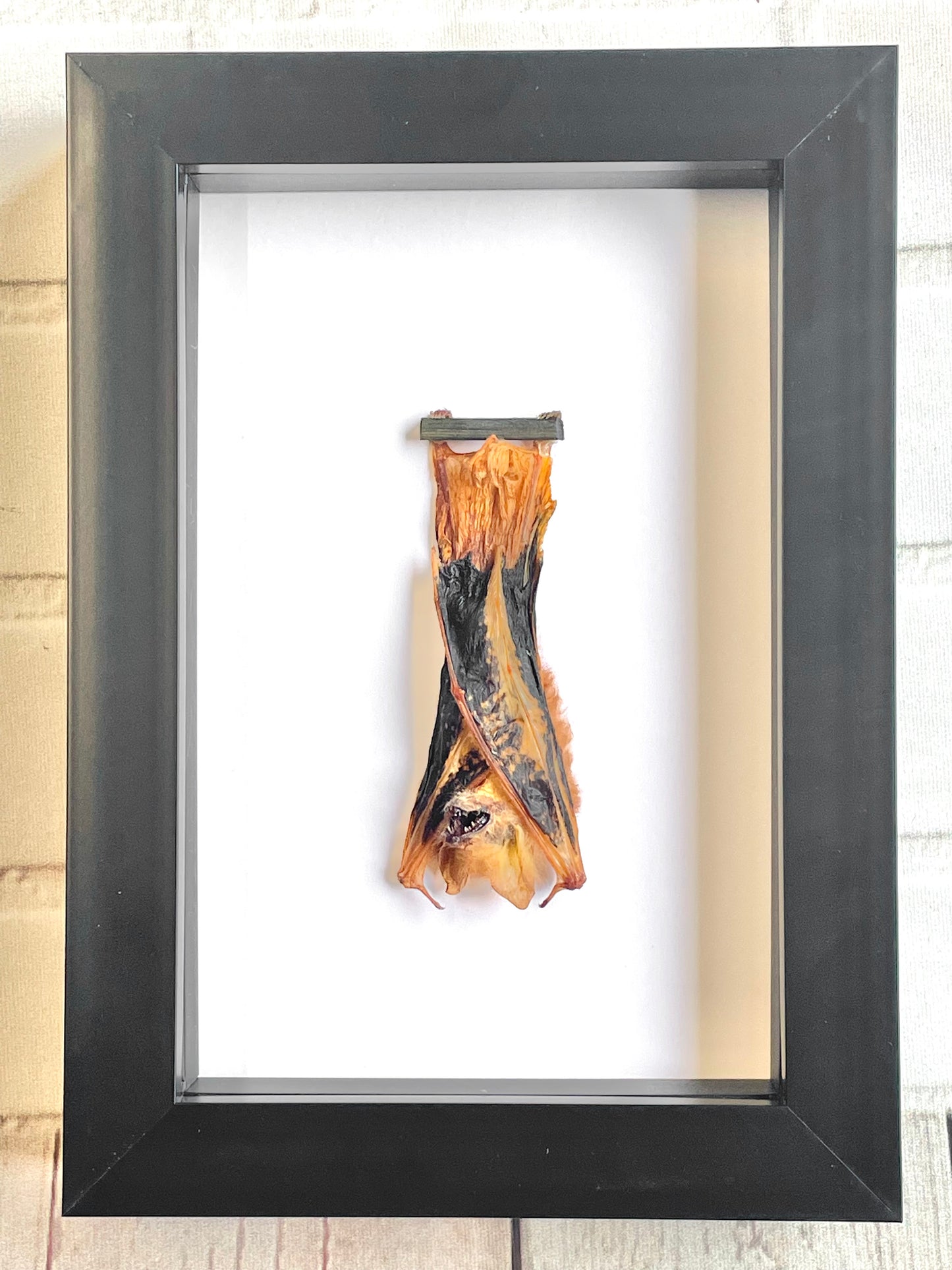 The Painted Bat (Kerivoula picta) Deep Shadow Box Frame Display Insect Bug