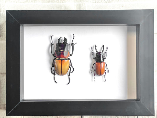 Stag Beetle Pair Odontolabis Deep Shadow Box Frame Display Insect Bug
