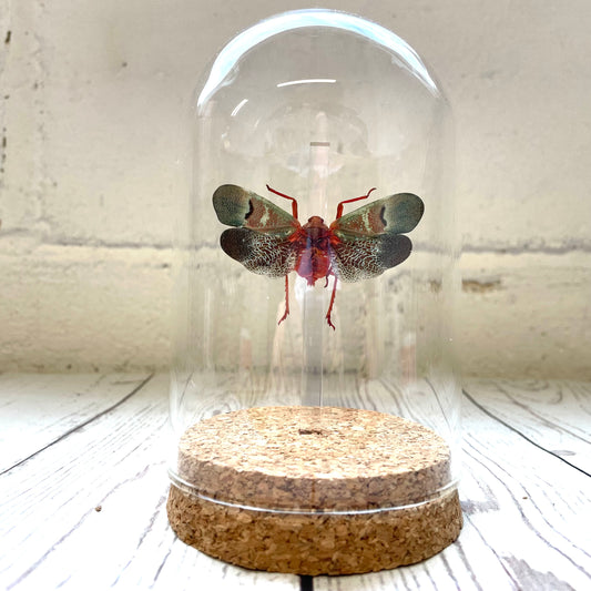 Lantern Fly (Scamandra castanea) Cicada Glass Bell Cloche Dome Display Jar Insect