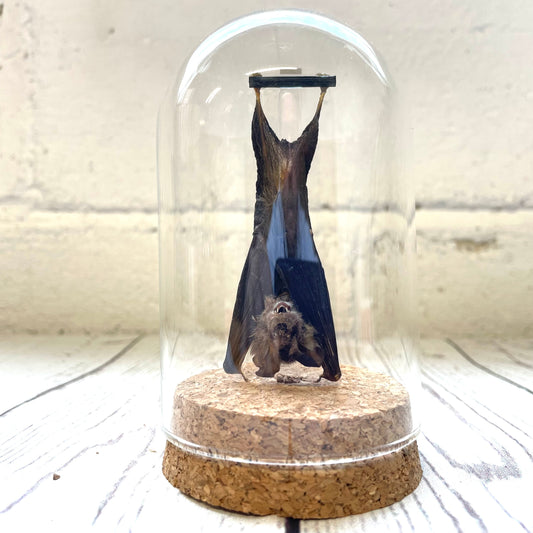 Kuhl's Pipistrelle Bat (Pipistrellus kuhlii) Hanging Glass Bell Cloche Dome Display Jar
