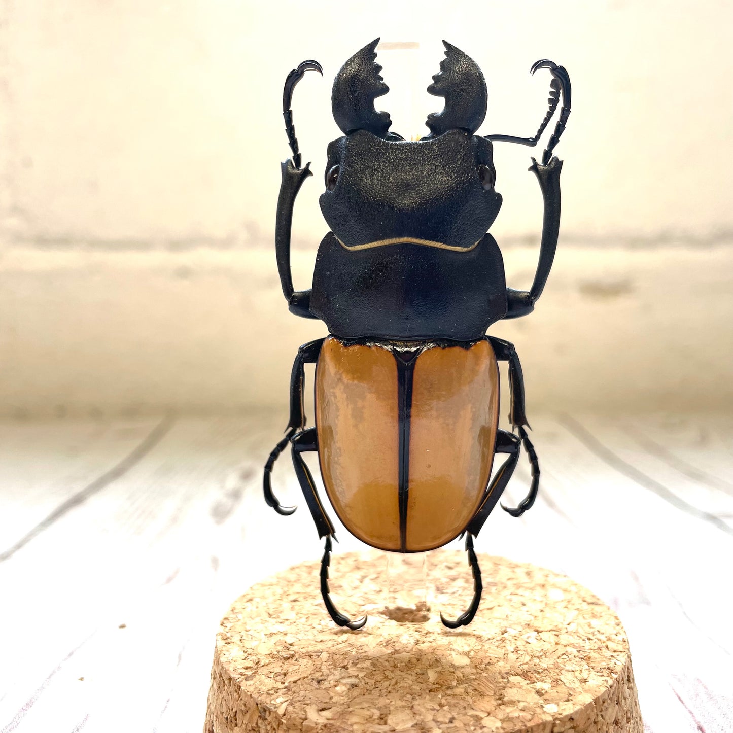 Stag Beetle (Odontolabis castelnaudi) Glass Bell Cloche Dome Display Jar Insect