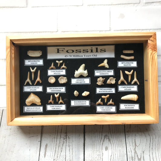 Framed Collection of Fossilised Shark Teeth Display Box Case Dinosaur Fossils