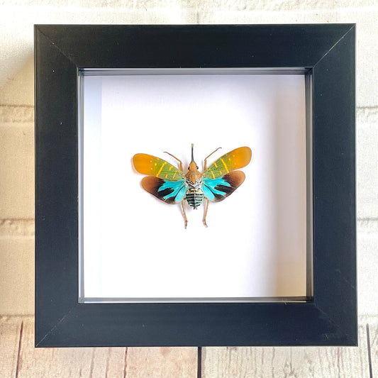 Lanternfly (Saiva transversolineata) Cicada Shadow Box Frame Display Insect