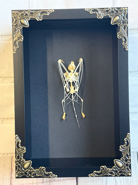 The Painted Bat (Kerivoula picta) Hanging Skeleton in Baroque Style Deep Shadow Box Frame Display
