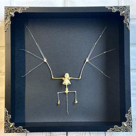 The Painted Bat (Kerivoula picta) Spread Skeleton in Baroque Style Deep Shadow Box Frame Display