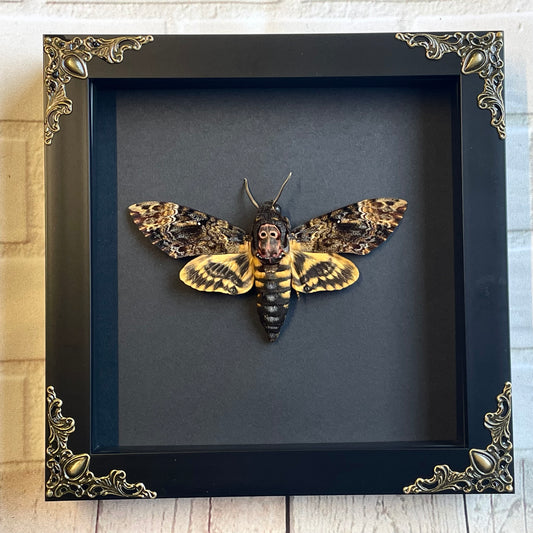 Greater Death's Head Hawk Moth (Acherontia lachesis) in Deep Baroque Style Shadow Box Frame Display