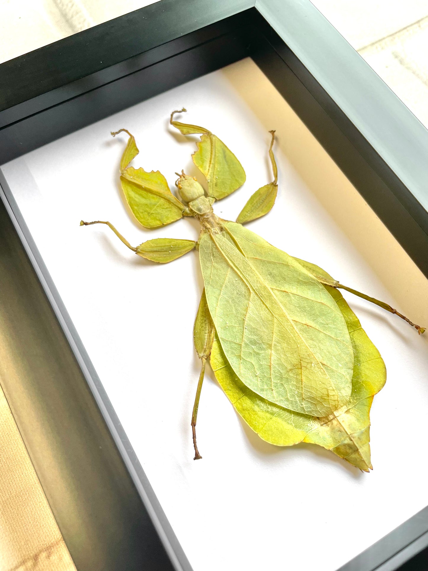 The Andaman Walking Leaf (Cryptophyllium westwoodii) Deep Shadow Box Frame Display Beetle Insect Bug