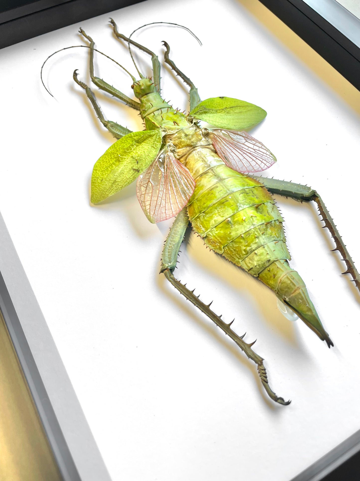 Jungle Nymph Stick Insect (Heteropteryx dilatata) Female Deep Shadow Box Frame Display Beetle Insect Bug