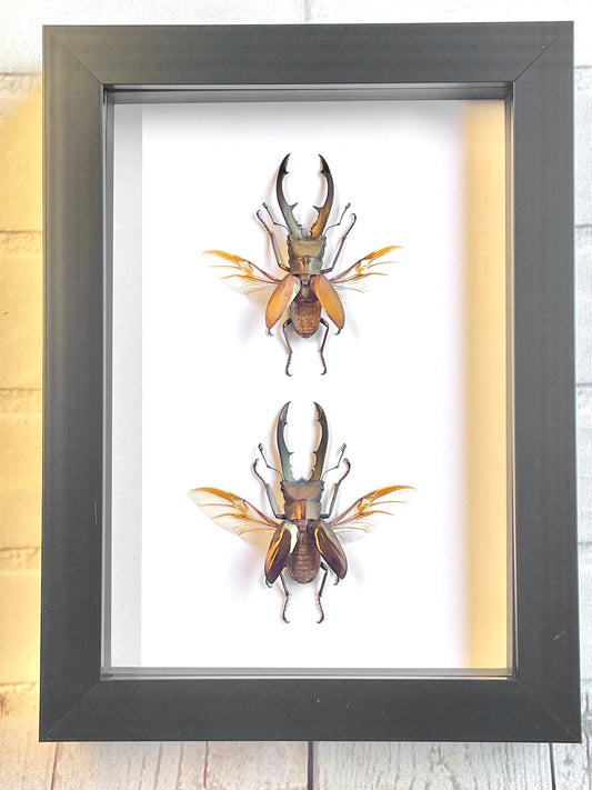 Long Jaw Stag Beetle Pair Cyclommatus Species Deep Shadow Box Frame Display Insect Bug