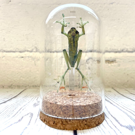 The Jade Tree Frog (Zhangixalus dulitensis) in Glass Bell Cloche Dome Display Jar Insect
