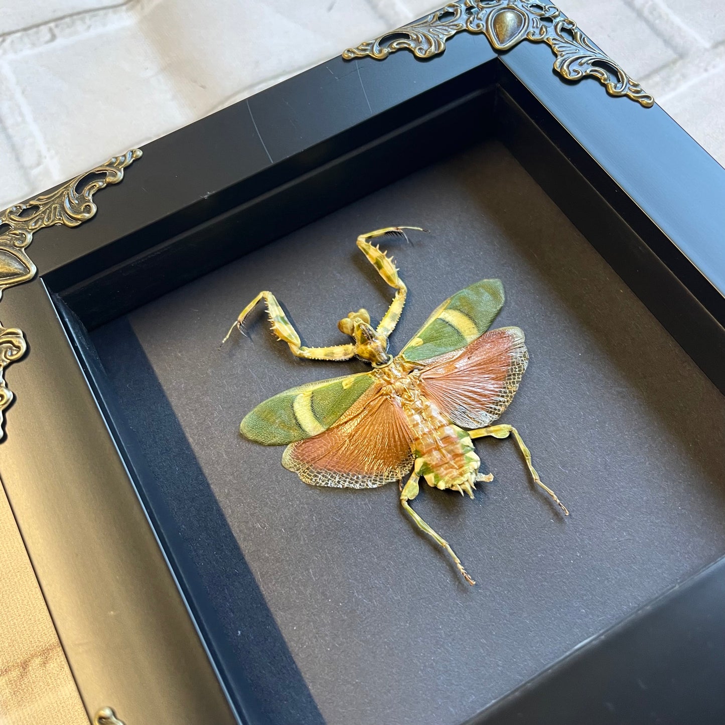 Banded Flower Mantis (Theopropus elegans) Baroque Style Deep Shadow Box Frame Display Insect Bug