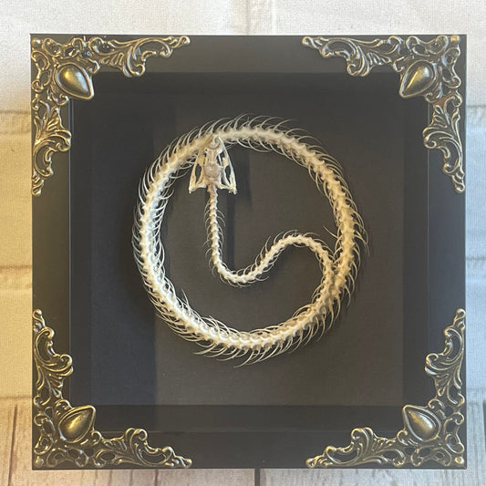 Painted Bronzeback Snake (Dendrelaphis pictus) Coiled Skeleton in Baroque Style Deep Shadow Box Frame Display