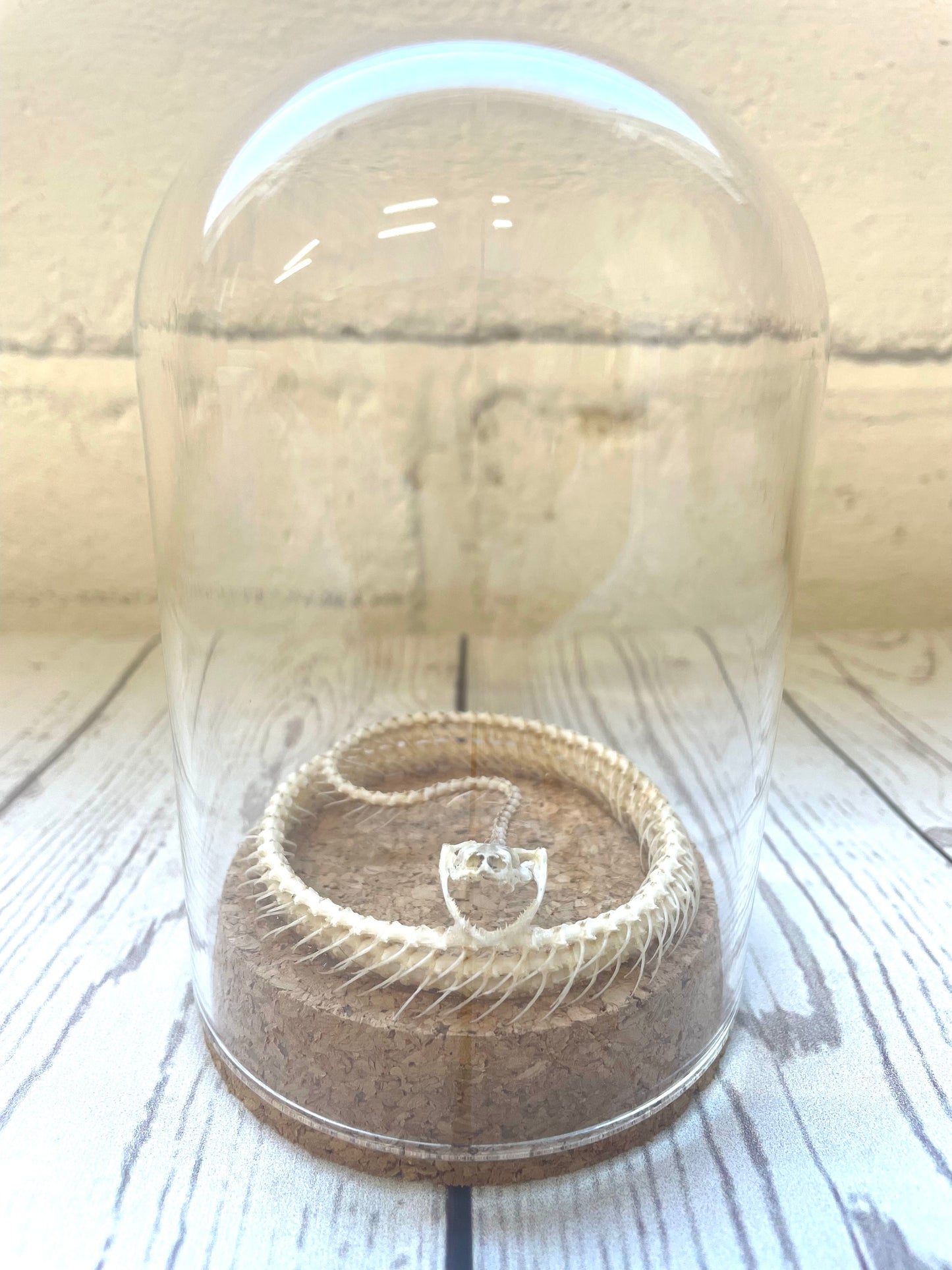 Painted Bronzeback Snake (Dendrelaphis pictus) Skeleton Glass Dome Display