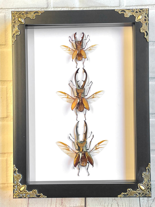 Long Jaw Stag Beetle Collection Cyclommatus Species Baroque Style Deep Shadow Box Frame Display Insect Bug