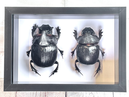Elephant Dung Beetle Pair (Heliocopris dominus) Deep Shadow Box Frame Display Insect Bug