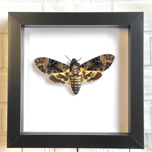 Greater Death's Head Hawk Moth (Acherontia lachesis) Deep Shadow Box Frame Display Insect Bug