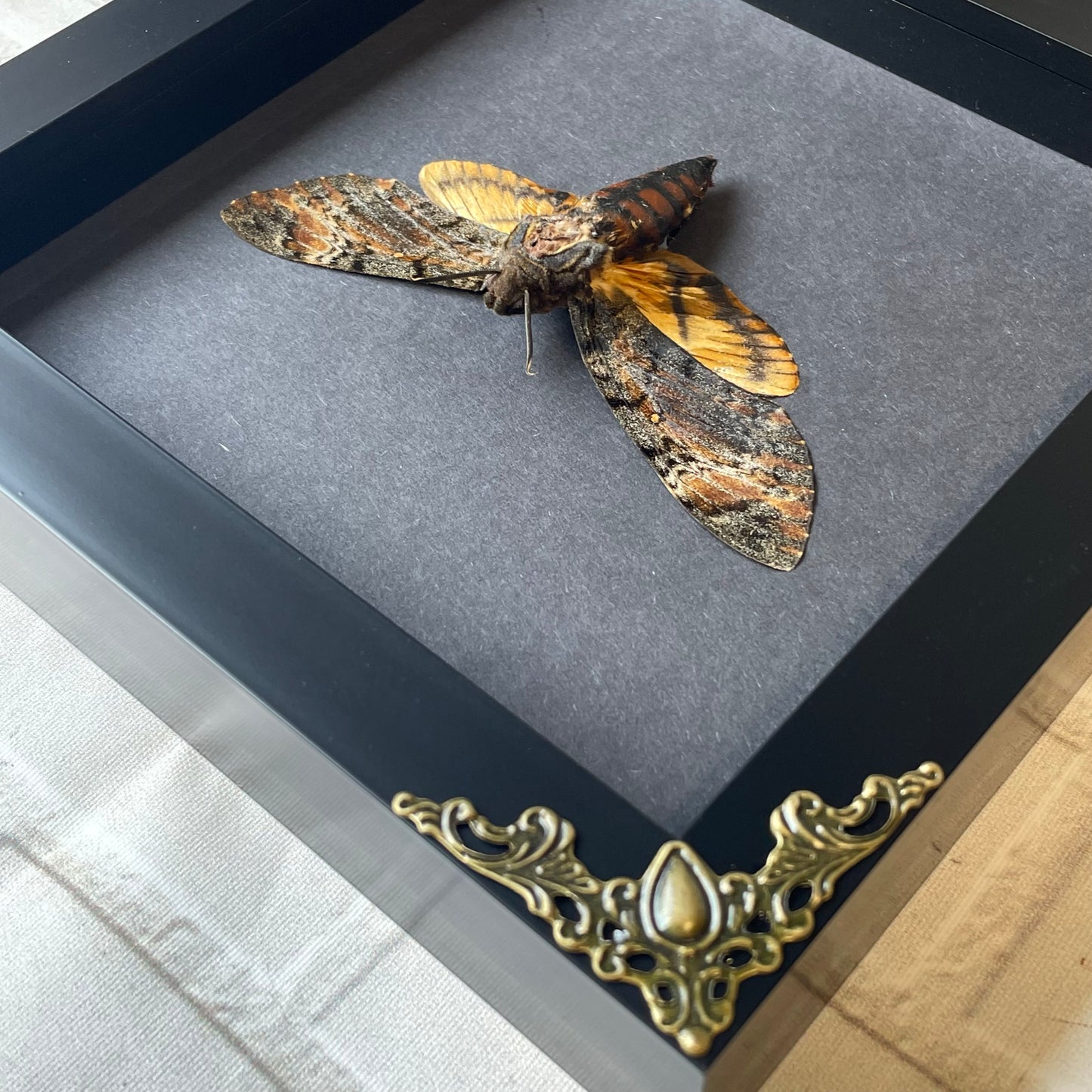 Lesser Death's Head Hawk Moth (Acherontia styx) in Deep Baroque Style Shadow Box Frame Display