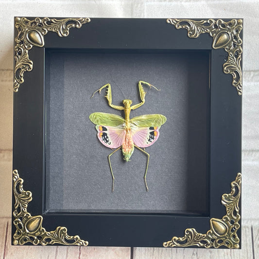 Pink Flower Mantis (Caliris elegans) Baroque Style Deep Shadow Box Frame Display Insect Bug