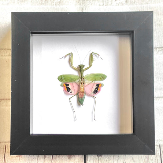 Pink Flower Mantis (Caliris elegans) Deep Shadow Box Frame Display Beetle Insect Bug