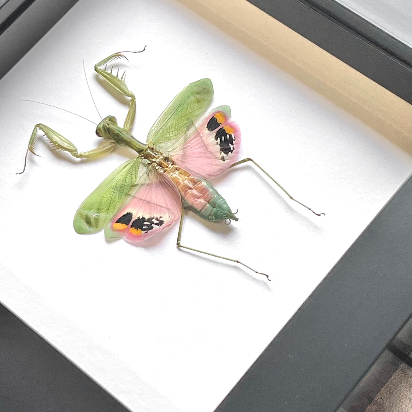 Pink Flower Mantis (Caliris elegans) Deep Shadow Box Frame Display Beetle Insect Bug