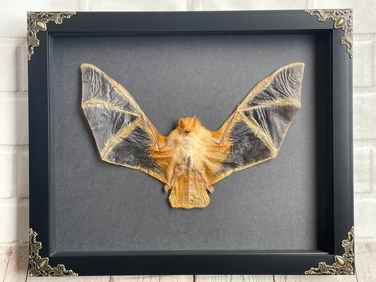 The Painted Bat (Kerivoula picta) in Baroque Deep Shadow Box Frame Display Insect Taxidermy