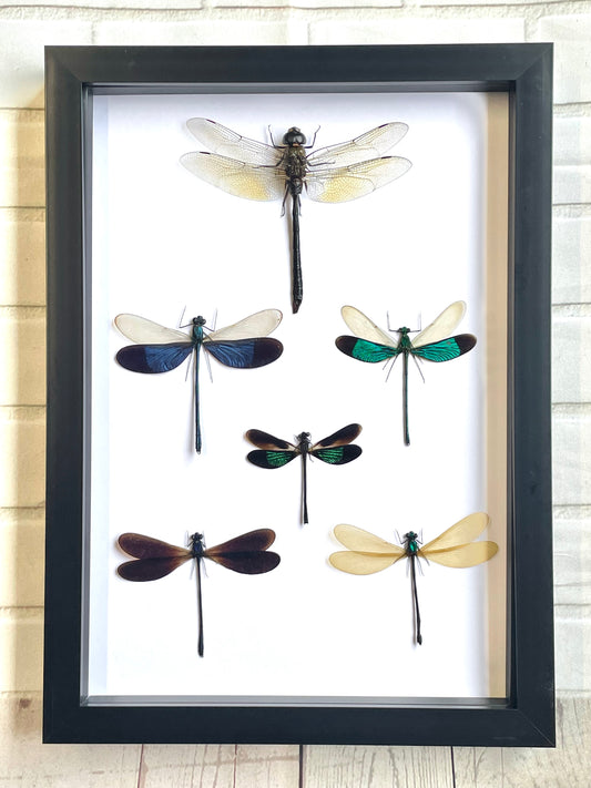 A Squadron of Dragonflies Deep Shadow Box Frame Display Insect Bug