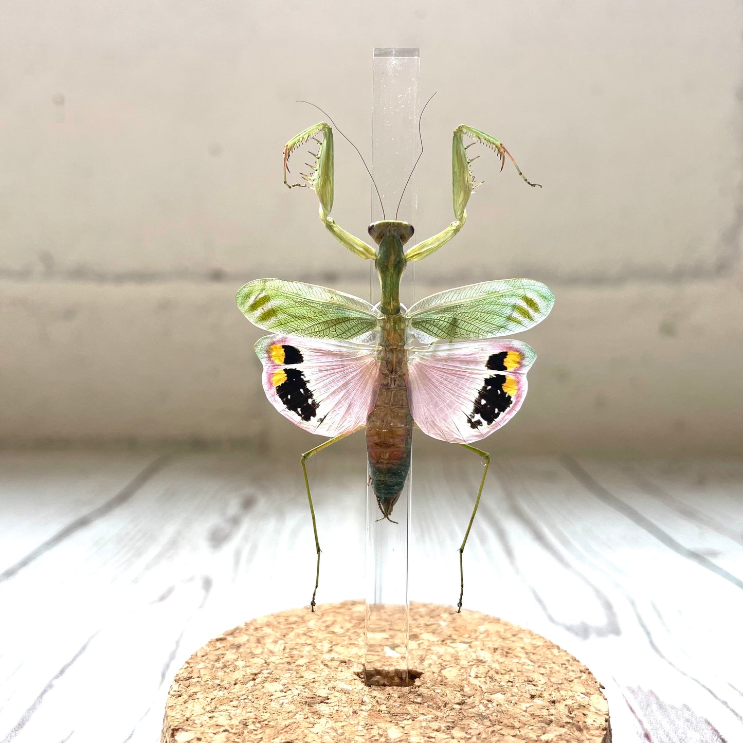 Pink Flower Mantis (Caliris elegans) Female in Glass Bell Cloche Dome Display Jar Insect
