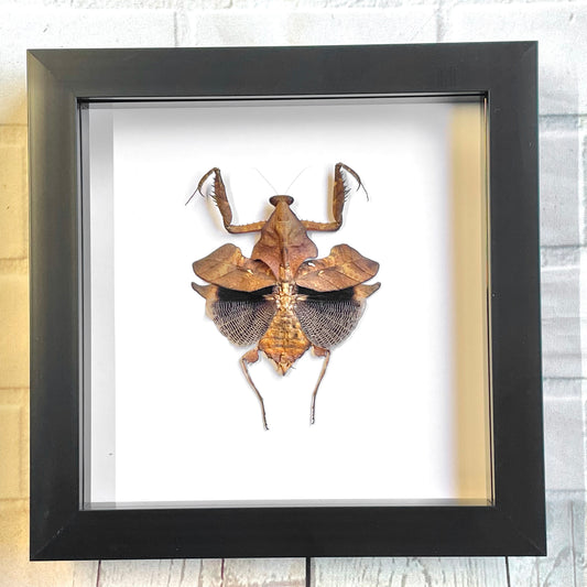 Southeast Asian Giant Dead Leaf Mantis (Deroplatys lobata) Deep Shadow Box Frame Display Beetle Insect Bug