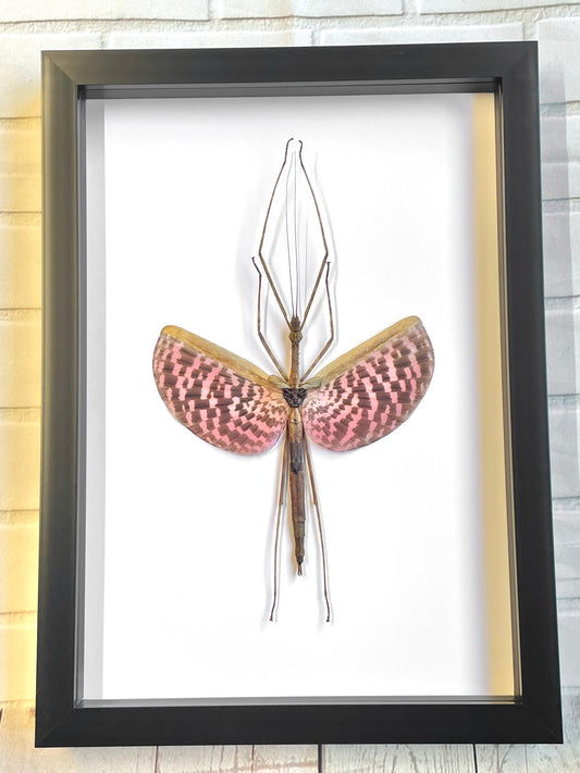 Pink Stick Insect (Diesbachia tamyris) Female Frame Deep Shadow Box Frame Display Beetle Insect Bug