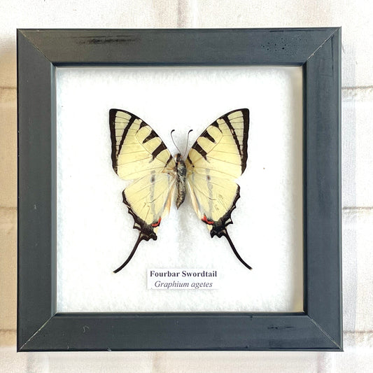 The Fourbar Swordtail Butterfly (Graphium agetes) Picture Display Frame Insect Bug