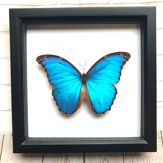 Giant Blue Morpho Butterfly (Morpho didius) Deep Shadow Box Frame Display Insect Bug