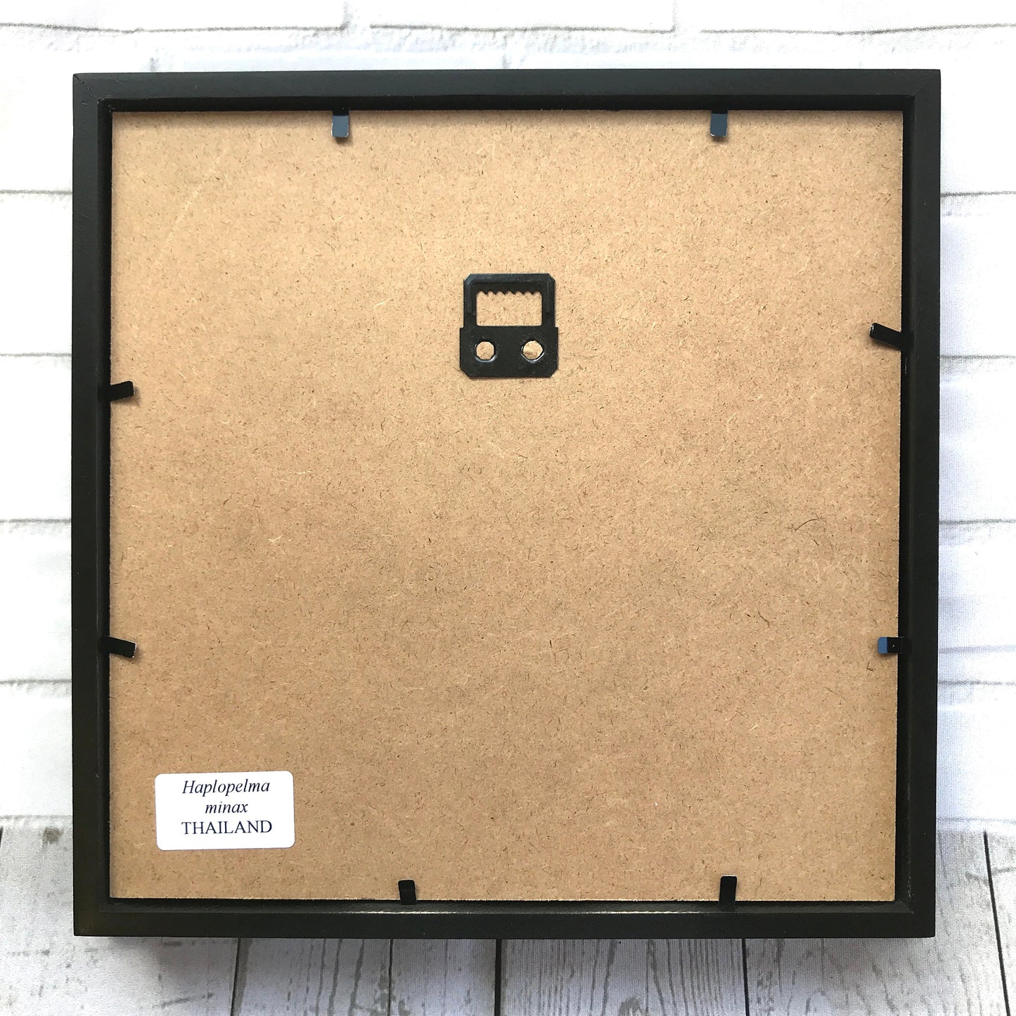 Giant Tarantula Bird Eating Spider (Haplopelma minax) Deep Shadow Box Frame Display Insect Bug