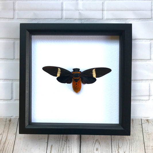 Huge Chocolate Cicada (Tosena fasciata) Shadow Box Frame Display Beetle Bug Insect
