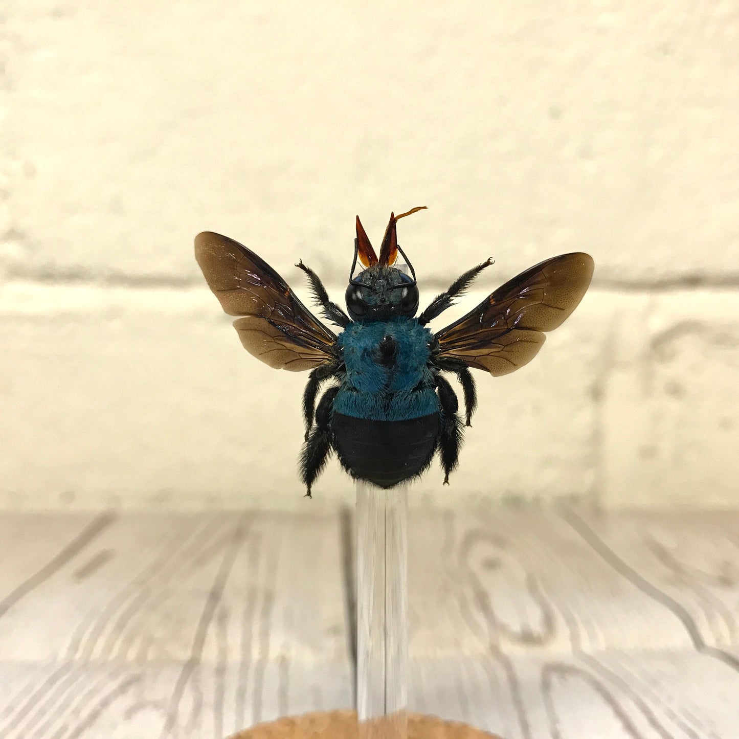 Blue Carpenter Bee (Xylocopa caerulea) Glass Bell Cloche Dome Display Jar Insect