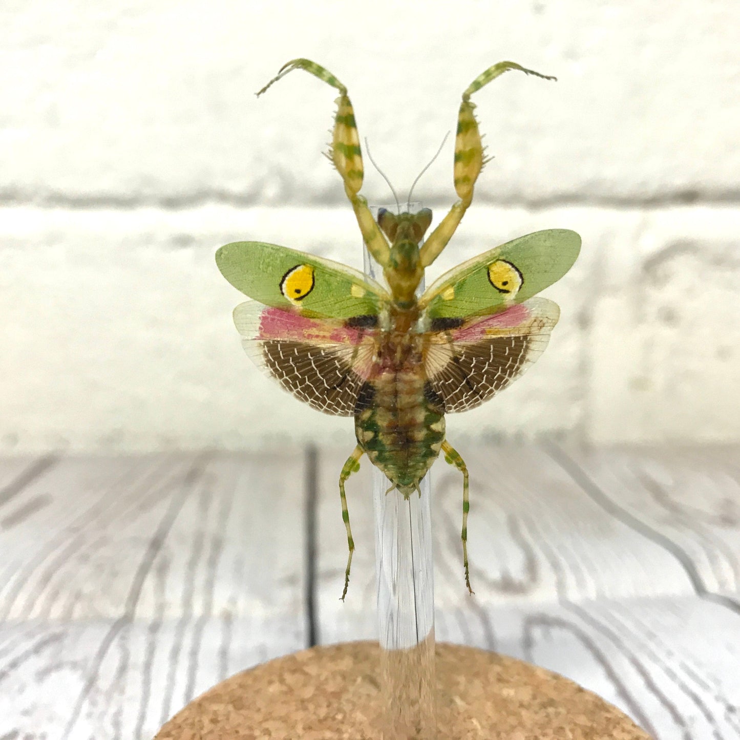 Jewelled Flower Mantis (Creobroter gemmatus) Female in Glass Bell Cloche Dome Display Jar Insect