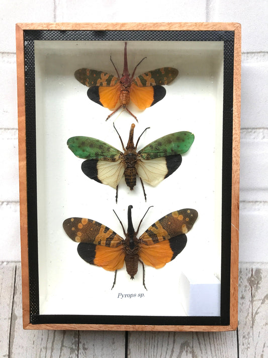 3 x Lanternfly (Pyrops sp.) Box Frame Display Case Bug Insect